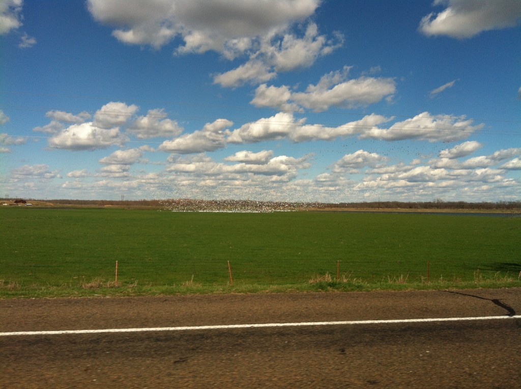 photo(12)