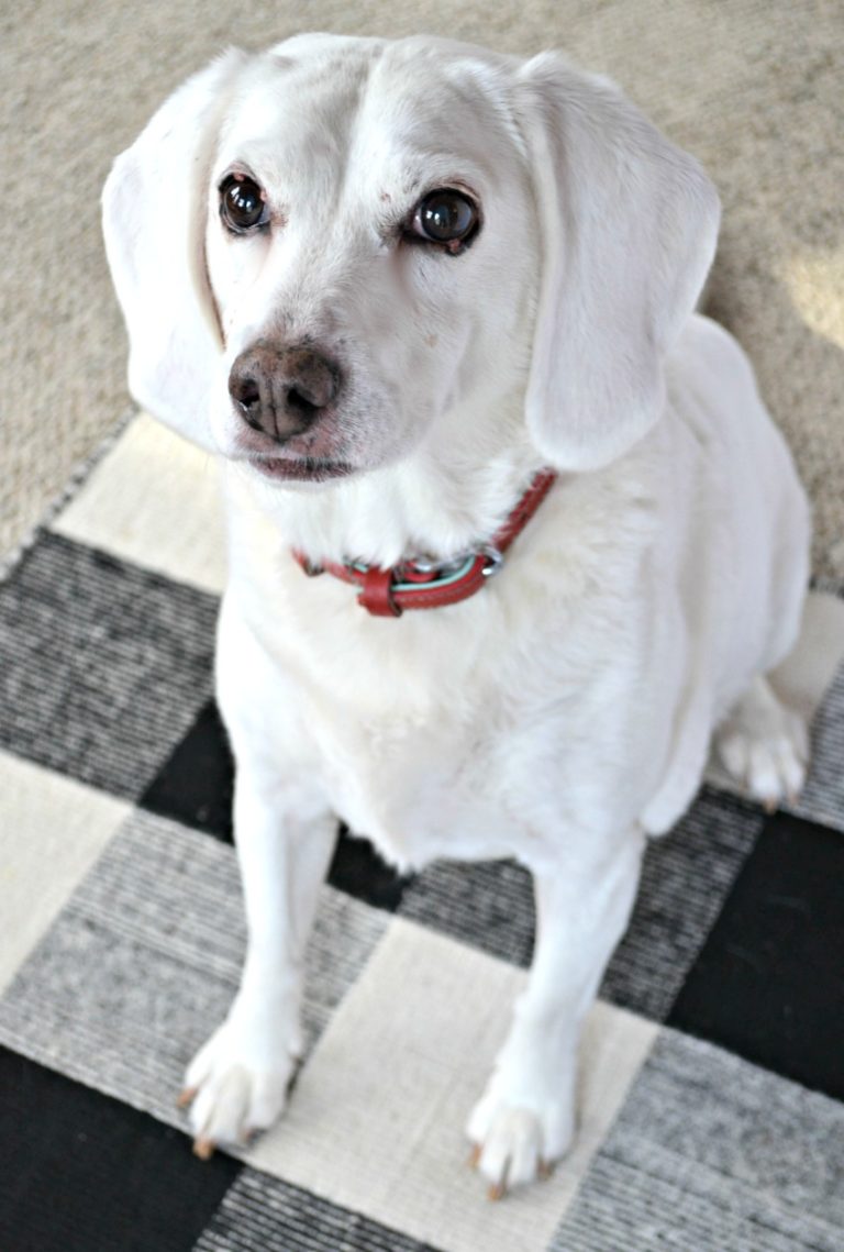 The Supreme Source 10 Day Pet Detox