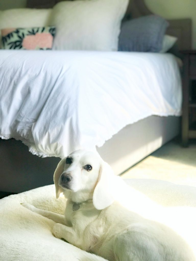 Supreme Source® Pet Food is Our Dog’s New Favorite