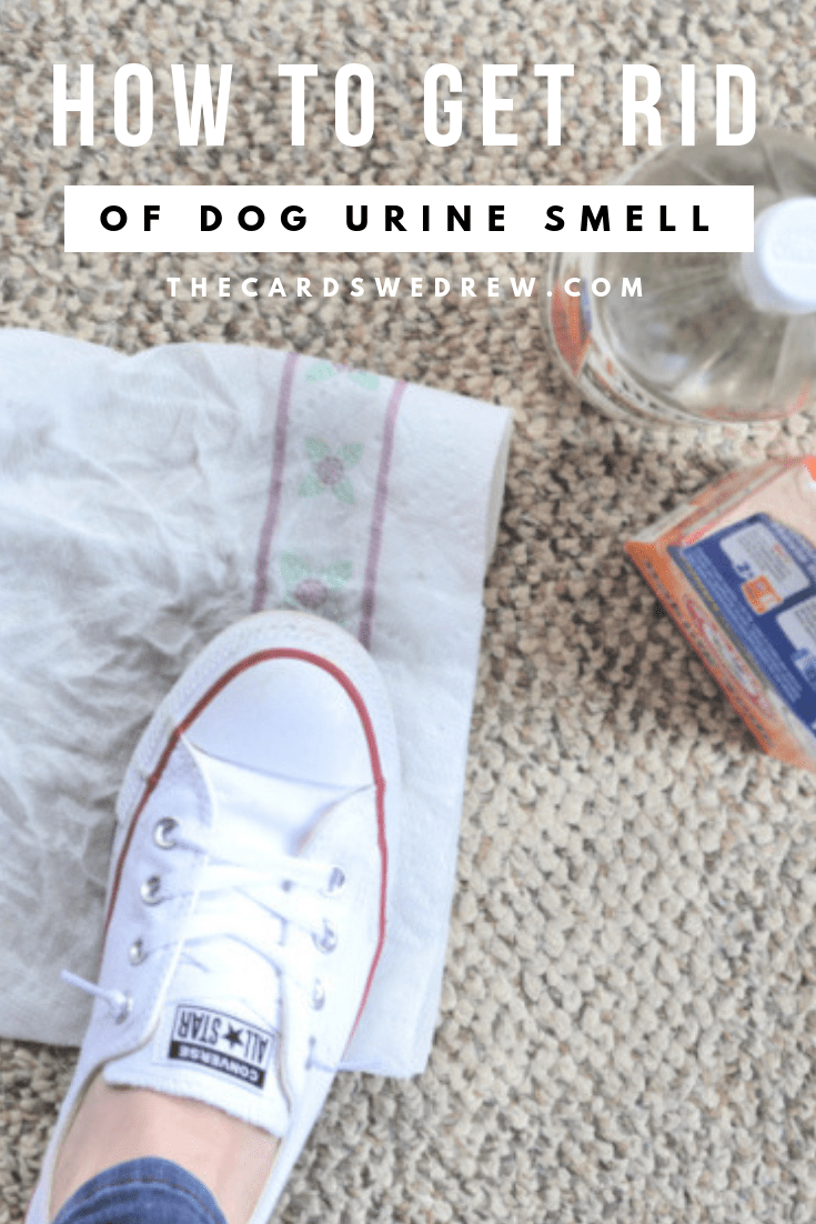How to get Old Dog Urine Smell Out of Carpet