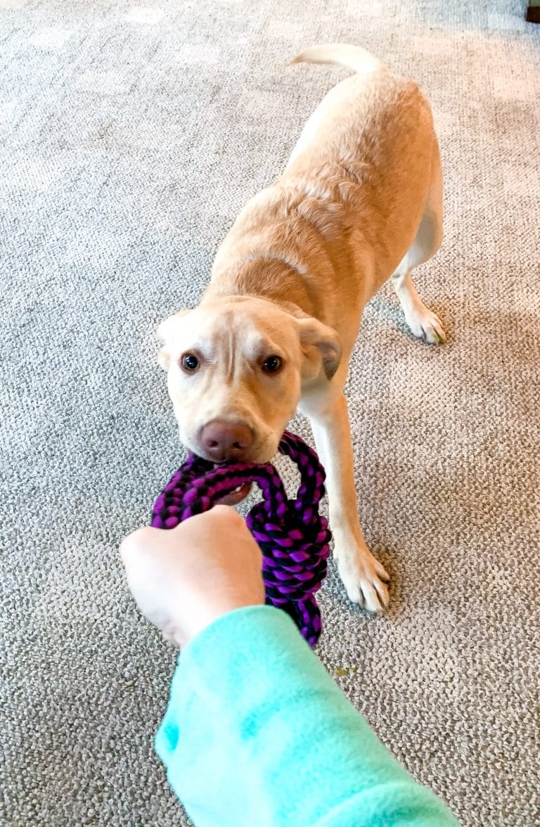 The Pack Amazon Prime Video