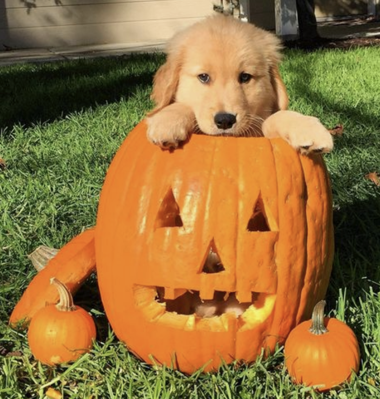 Best Dog Halloween Costumes for 2023 - The Cards We Drew