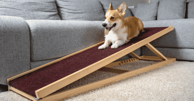 best dog ramps