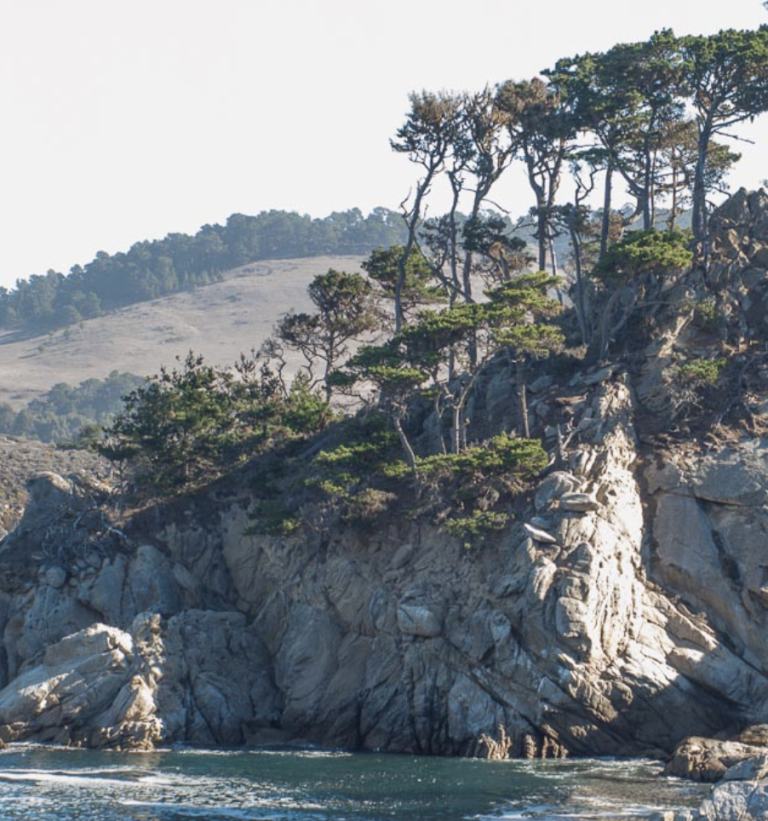 types of pine trees in california