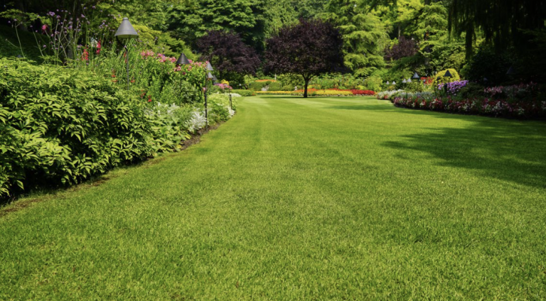 types of grass for landscaping