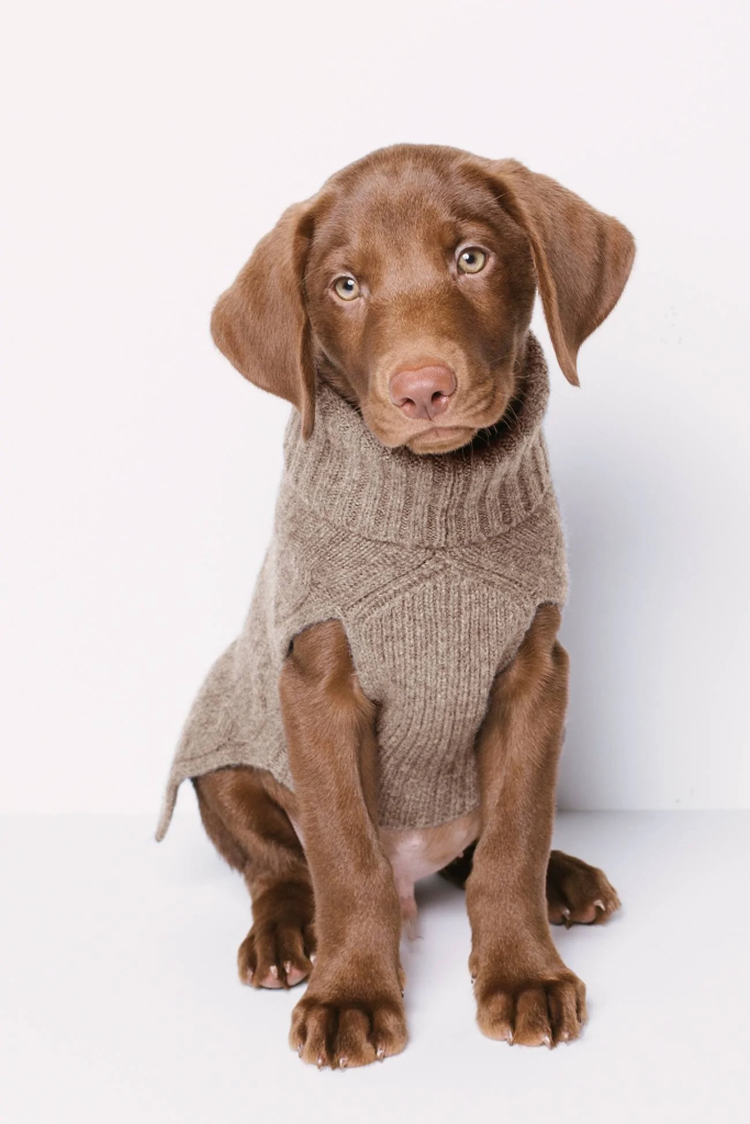 sweater dog
