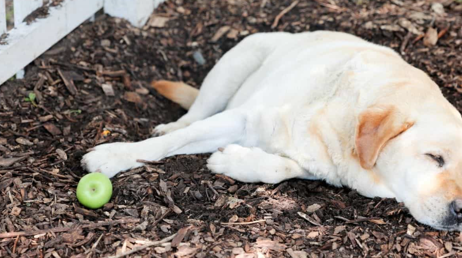 backyard ideas for dogs that dig
