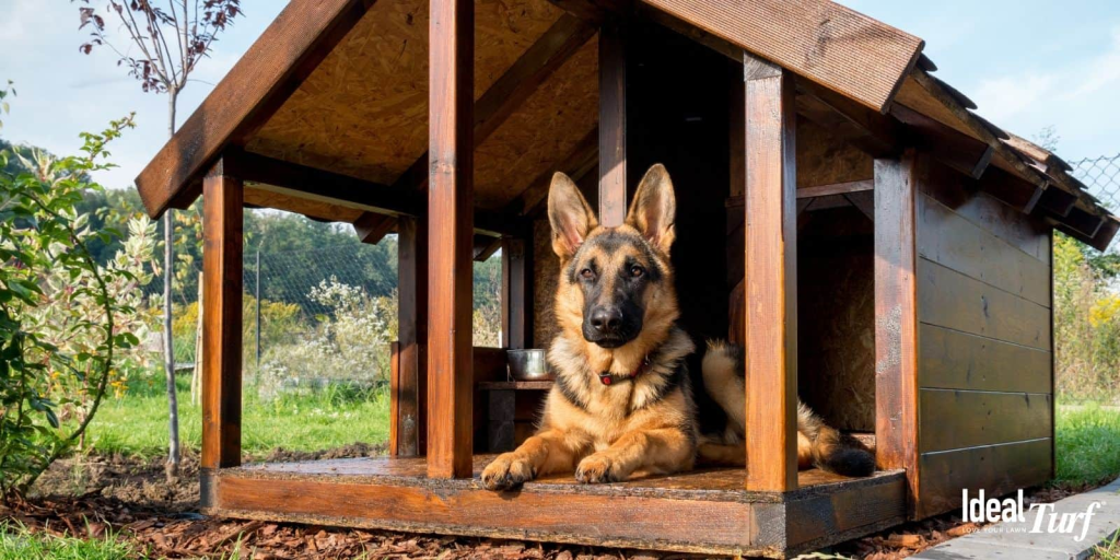 dog kennel outside